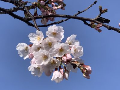 当社の桜が開花!!